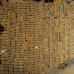 Aerial view of the Nossa Senhora Aparecida cemetery where COVID-19 victims are buried daily, in the neighbourhood of Taruma, in Manaus, Brazil, on June 2, 2020 during the novel coronavirus pandemic. - The pandemic has killed at least 375,555 people worldwide since it surfaced in China late last year, according to an AFP tally at 1100 GMT on Tuesday, based on official sources. Brazil is the fourth worst-hit country with 29,937 deaths so far. (Photo by Michael DANTAS / AFP)