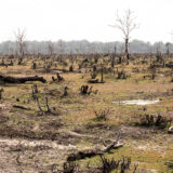 Deforestation,,Cutting,Down,Trees,For,Human,Uses,Causes,Environmental,Effects