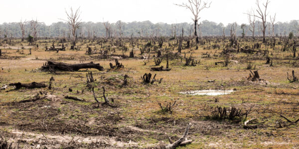 Deforestation,,Cutting,Down,Trees,For,Human,Uses,Causes,Environmental,Effects