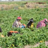 نمایی از زنان کشاورز جنوب کرمان