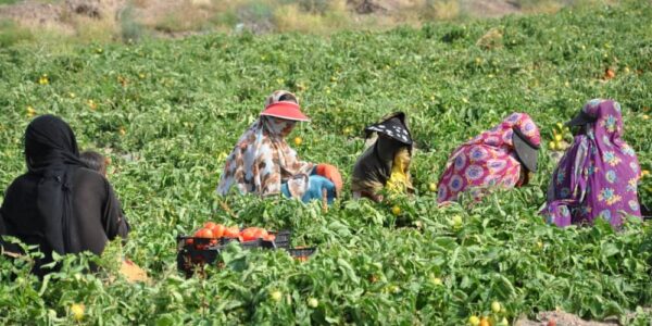 نمایی از زنان کشاورز جنوب کرمان