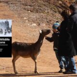 Human-Wildlife Interactions From Conflict to Coexistence. By Michael R. Conover, Denise O. Conover. Routledge 2022